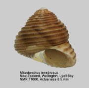 Micrelenchus tenebrosus (3)